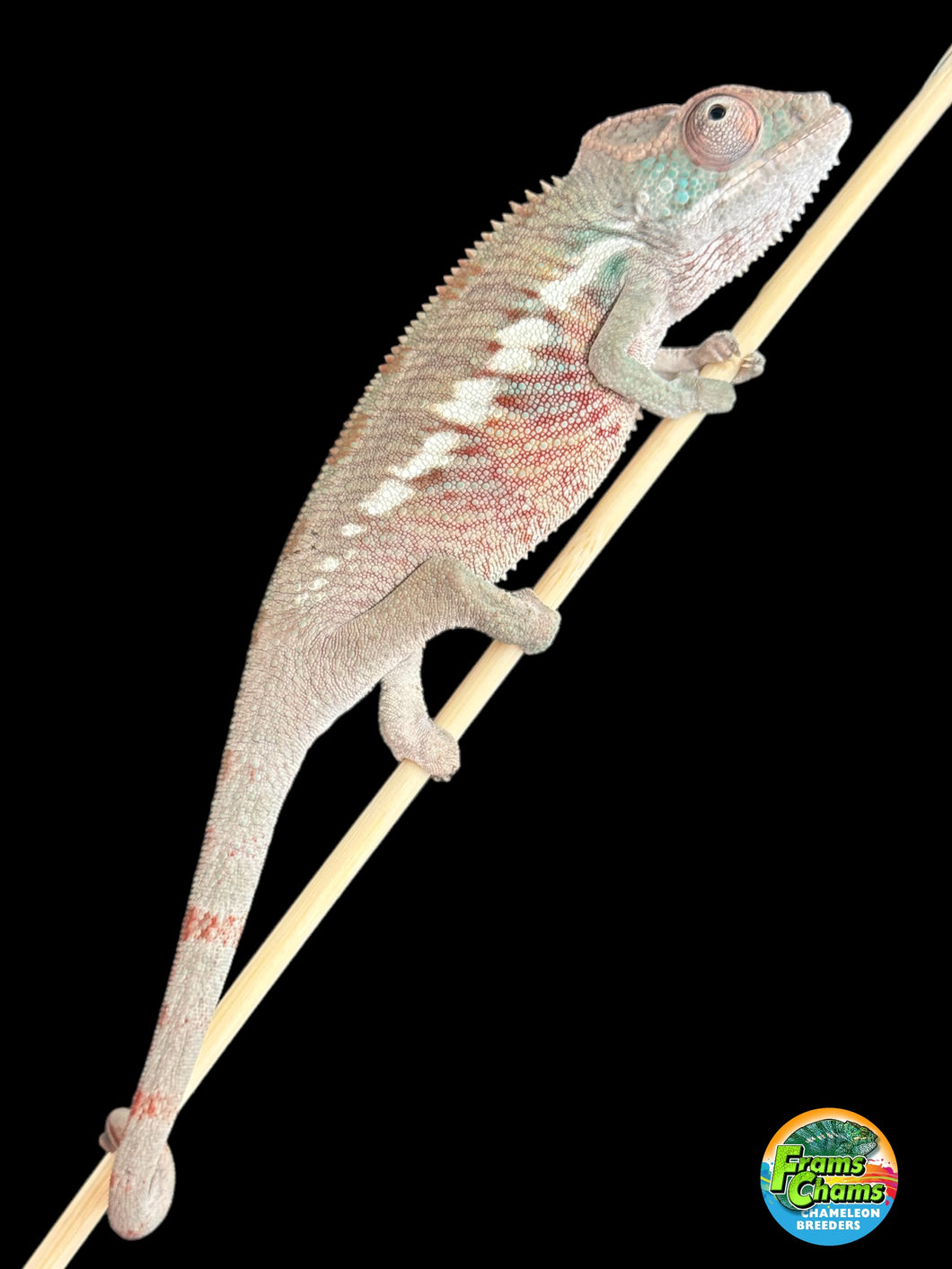Ambilobe male panther chameleon: Flash x Opal (R5)