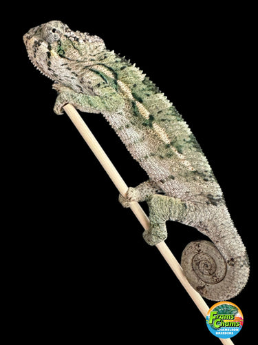 Panther chameleon resting on stick. 