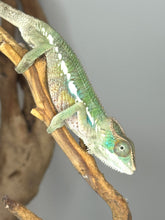 Load image into Gallery viewer, Ambilobe Panther Chameleon (E7) – Vibrant Male from Premium Bloodline
