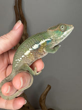 Load image into Gallery viewer, Ambilobe Panther Chameleon (E7) – Vibrant Male from Premium Bloodline
