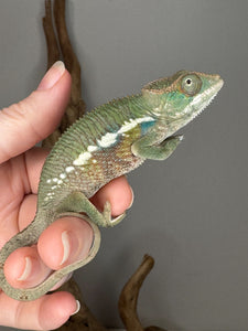 Ambilobe Panther Chameleon (E7) – Vibrant Male from Premium Bloodline