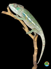 Load image into Gallery viewer, Ambilobe Panther Chameleon (E7) – Vibrant Male from Premium Bloodline
