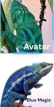 Load image into Gallery viewer, Ambanja Panther Chameleon- Male (E34) – Young Male from Avatar Bloodline | Vibrant &amp; Hand-Tame
