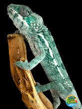 Load image into Gallery viewer, AMBILOBE Panther Chameleon: Frank x Sandy (E10)
