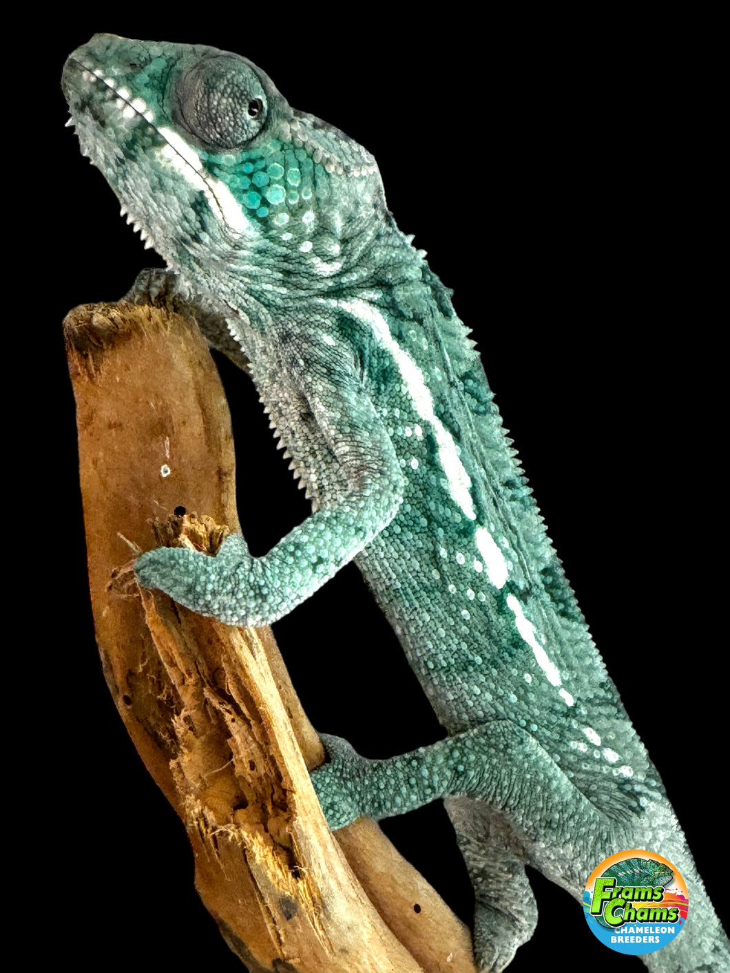 AMBILOBE Panther Chameleon: Frank x Sandy (E10)