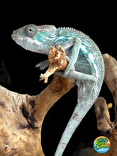 Load image into Gallery viewer, AMBILOBE Panther Chameleon: Frank x Sandy (E11)
