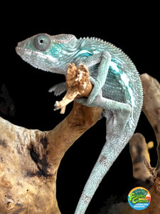 AMBILOBE Panther Chameleon: Frank x Sandy (E11)