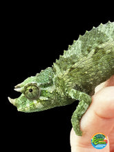 Load image into Gallery viewer, Male Jackson’s Chameleon: I7
