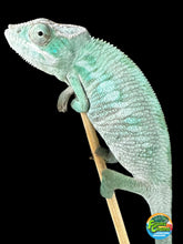 Load image into Gallery viewer, ANKILOBE Panther Chameleon: Ankify x Ambilobe (S7)
