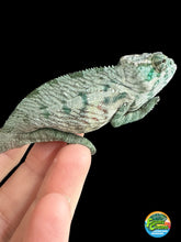 Load image into Gallery viewer, AMBANJA X ANKIFY Panther Chameleon:(S4)
