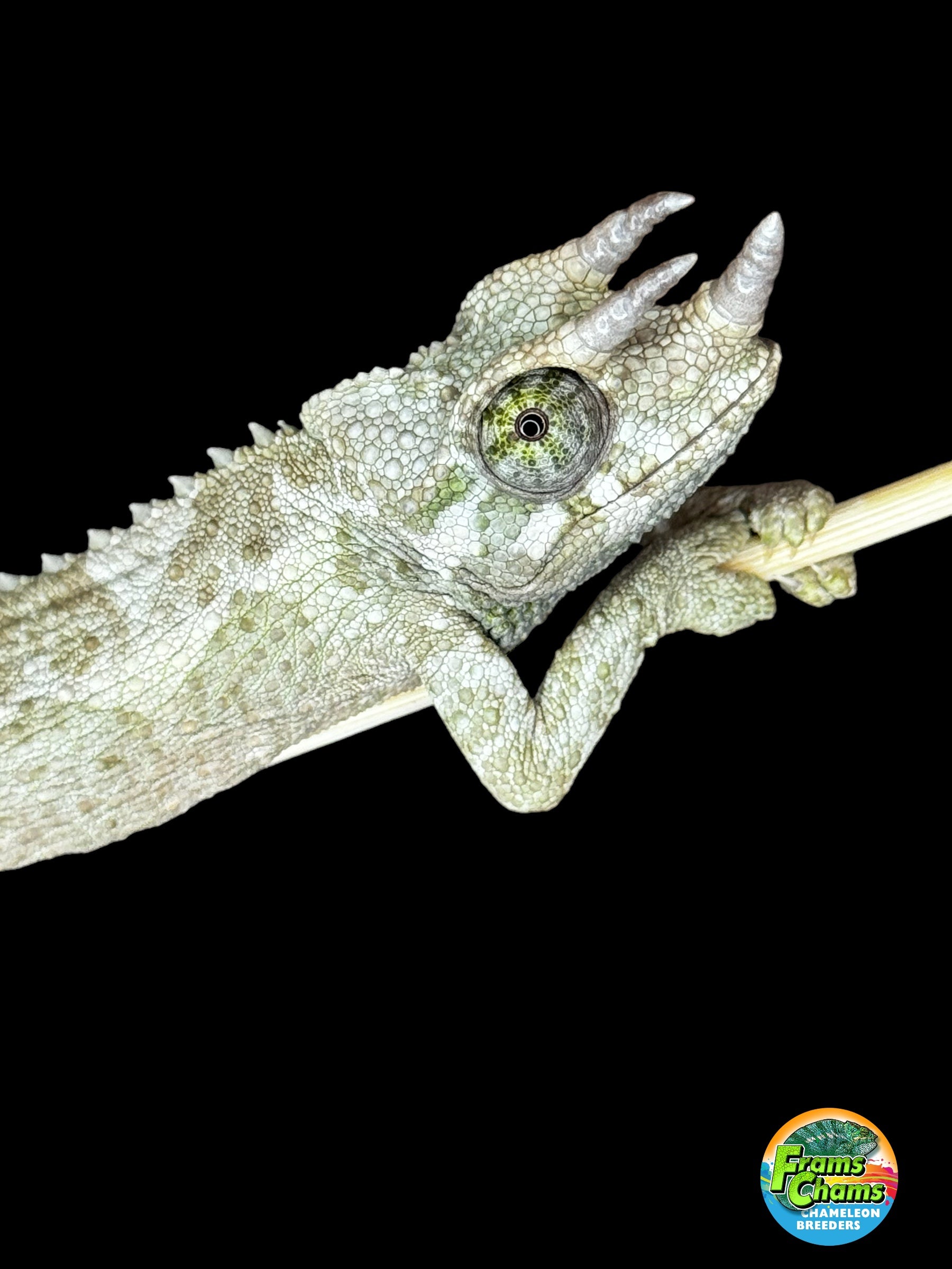 ズルズルチャムチャムカメレオン Male Jackson's Chameleon: I4 – FramsChams Panther Chameleons