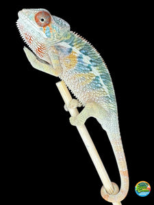 🌈 Young Male Ambilobe Panther Chameleon | Flash Jr. x Aslan - Bold Coloration, Friendly Temperament | E34