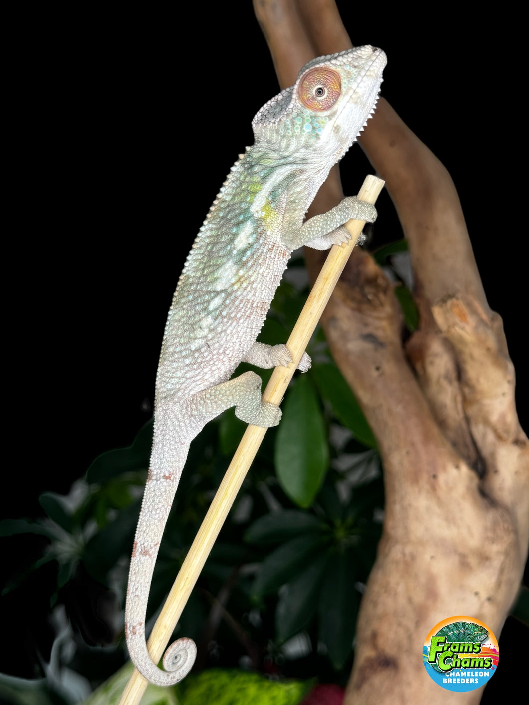 AMBILOBE male panther chameleon: Flash x Opal (R3)