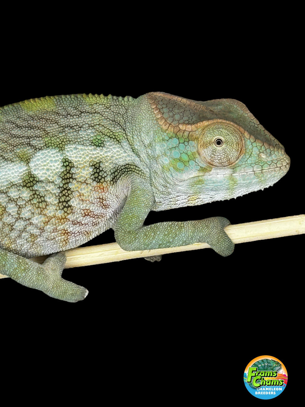 AMBANJA FEMALE Panther Chameleon: Neon Nights x Tango (S20)