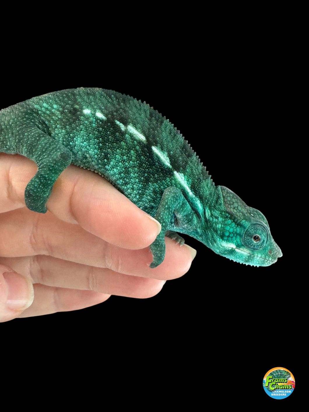 💠 Nosy Be Panther Chameleon – Juvenile Male | E27
