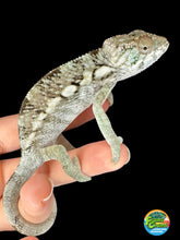Load image into Gallery viewer, AMBILOBE FEMALE Panther Chameleon: Rogue x Phoenix (S5)
