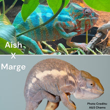 Load image into Gallery viewer, AMBILOBE Male Panther Chameleon: (E34)
