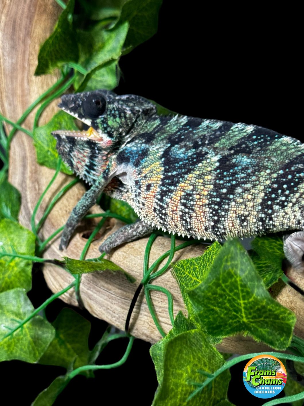AMBILOBE Male Panther Chameleon: (E34)