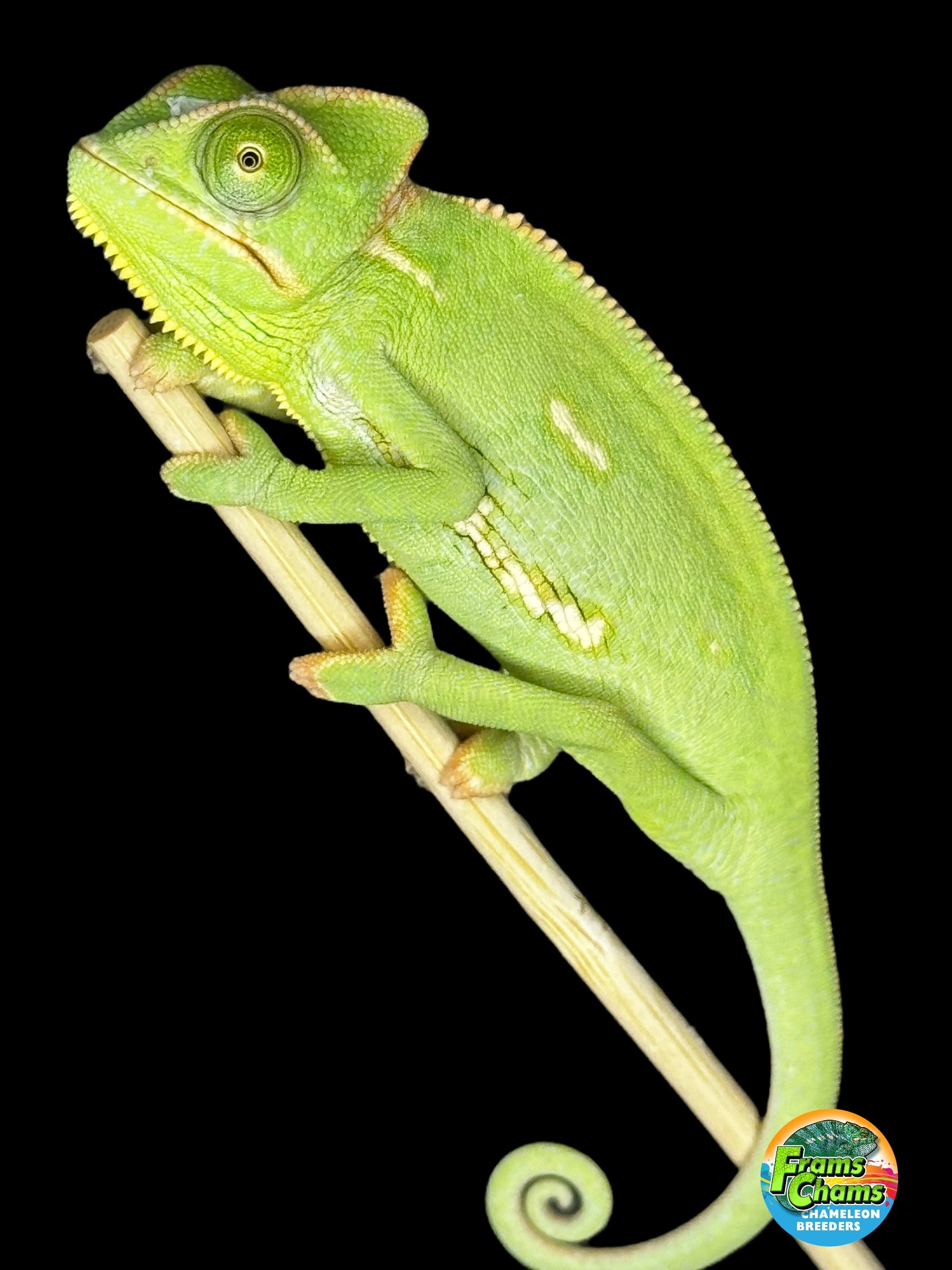 MALE Veiled Chameleons – FramsChams Panther Chameleons
