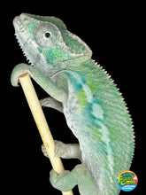 Load image into Gallery viewer, Ambilobe male panther chameleon: Flash x Opal (E23)
