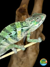 Load image into Gallery viewer, Ambilobe Male Panther Chameleon: Flash x Opal (E21)
