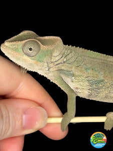 Ambilobe Male Panther Chameleon: Flash x Opal (E12)