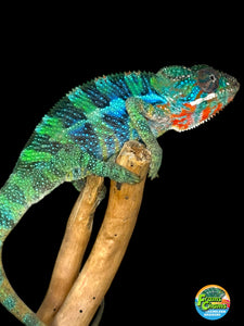 Stunning Ambilobe panther chameleon