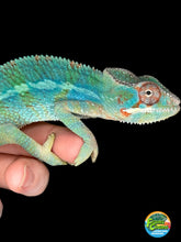 Load image into Gallery viewer, AMBILOBE Male Panther Chameleon: (E30)
