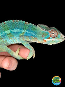 AMBILOBE Male Panther Chameleon: (E30)