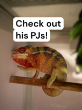 Load image into Gallery viewer, ⭐️Ambilobe Panther Chameleon – Younger Juvenile Male | E10
