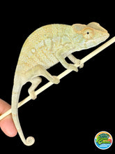 Load image into Gallery viewer, NOSY BE FEMALE Panther Chameleon: Neptune x Marina 🚺 (S6)
