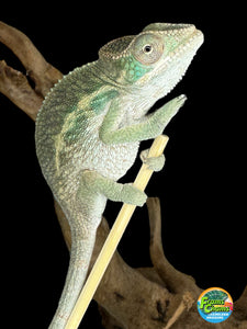 AMBILOBE Panther Chameleon male:(E15)