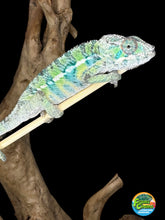 Load image into Gallery viewer, Ambilobe Male Panther Chameleon: Flash x Opal (E18)
