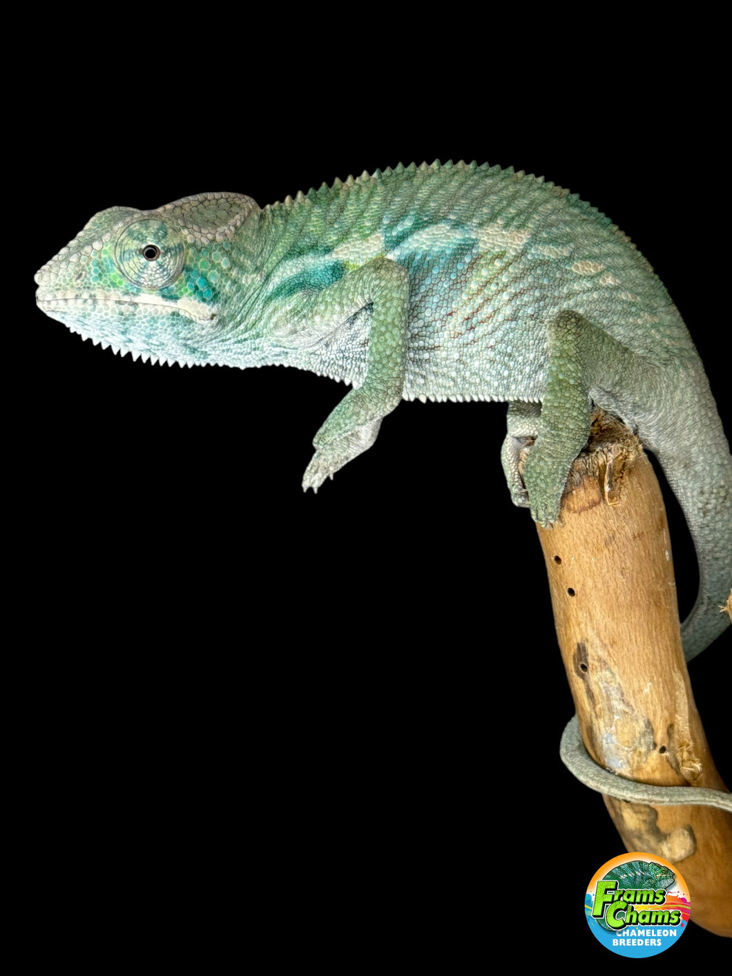 Ambilobe Male Panther Chameleon: Flash x Opal (E19)