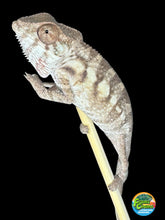 Load image into Gallery viewer, Sambava FEMALE Panther Chameleon: Marley x Mabel 🚺 (R18)
