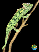 Load image into Gallery viewer, Calm Juvenile Female Veiled Chameleon – Captive Bred &amp; Healthy | S1
