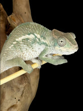 Load image into Gallery viewer, AMBILOBE Panther Chameleon male: (E25)
