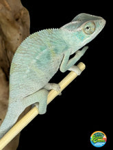 Load image into Gallery viewer, NOSY BE Panther Chameleon male:(E27)
