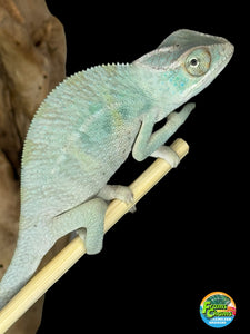 NOSY BE Panther Chameleon male:(E27)