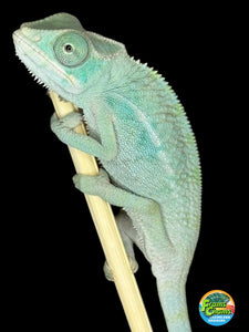 NOSY BE Panther Chameleon male: (E28)