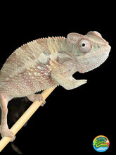 Load image into Gallery viewer, AMBILOBE Panther Chameleon male: (E1)
