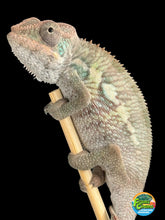 Load image into Gallery viewer, AMBILOBE Panther Chameleon male: (E4)
