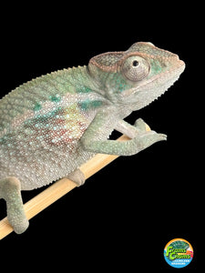 AMBILOBE Panther Chameleon male:(E31)