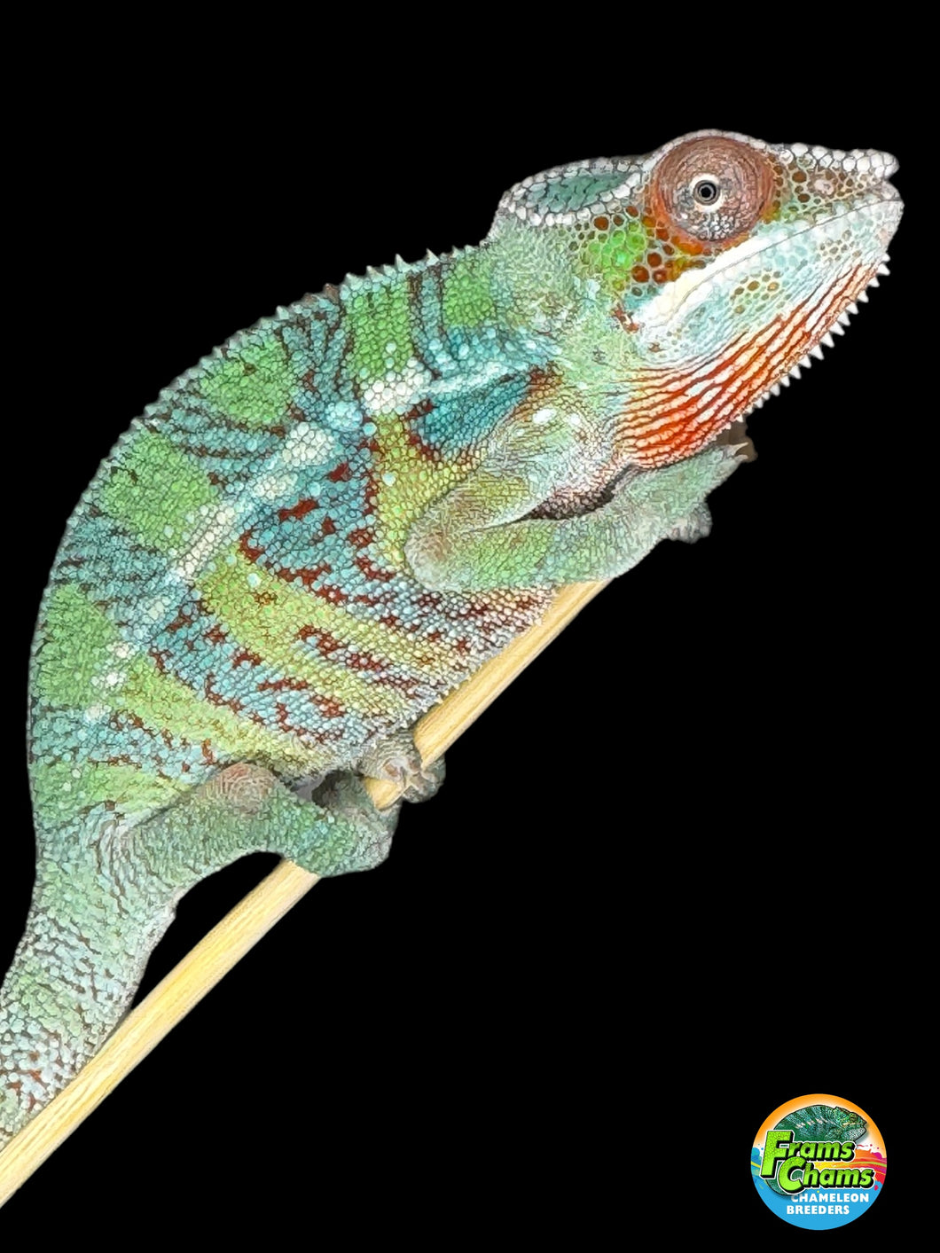 AMBILOBE Male Panther Chameleon: (E5)