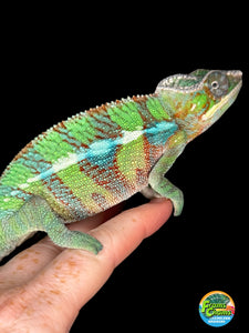 AMBILOBE Panther Chameleon male: (E6)