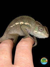 Load image into Gallery viewer, Young F1 Ankify Panther Chameleon – Male with Incredible Potential | E34
