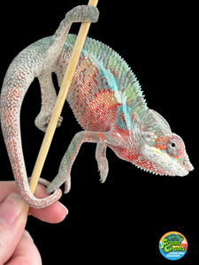 AMBILOBE Panther Chameleon male: (E7)