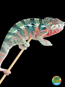 AMBILOBE Panther Chameleon male: (E33)