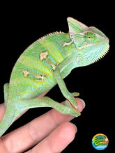 Load image into Gallery viewer, FEMALE Veiled Chameleon (I10)
