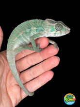 Load image into Gallery viewer, AMBILOBE Male Panther Chameleon: (E24)
